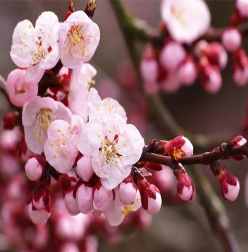 生日短信祝福语大全（春节短信拜年祝福语）