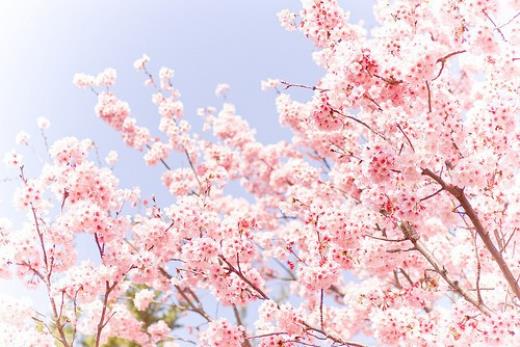 形容清明节心情的句子(清明节祭祀的心情句子)